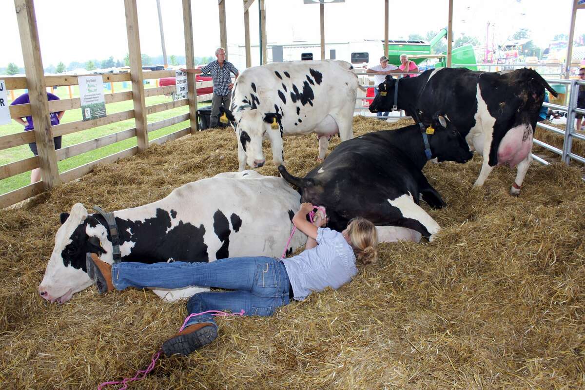 The first several moments of a calf's life were captured Thursday afternoon. About thirty people witnessed Carmen and Jake Zwemmer assist their cow as it gave birth. Five calves were born to four cows Thursday, with one giving birth to twins.