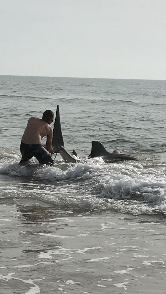 Man catches 10-foot Tiger Shark on Pawley's Island beachfront