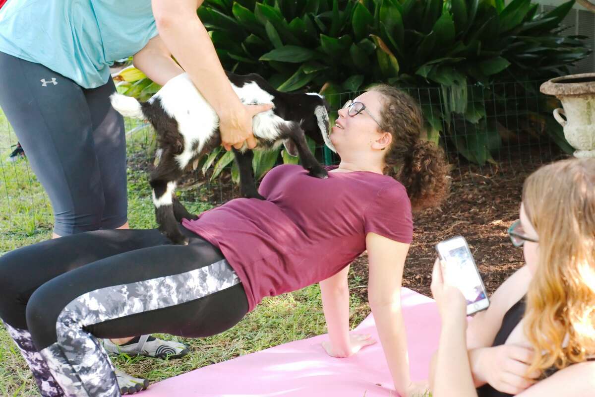 Destiny Jacob reacts after having a pygmy goat placed on her stomach during a Goat Yoga class in League City Friday, Aug. 4.
