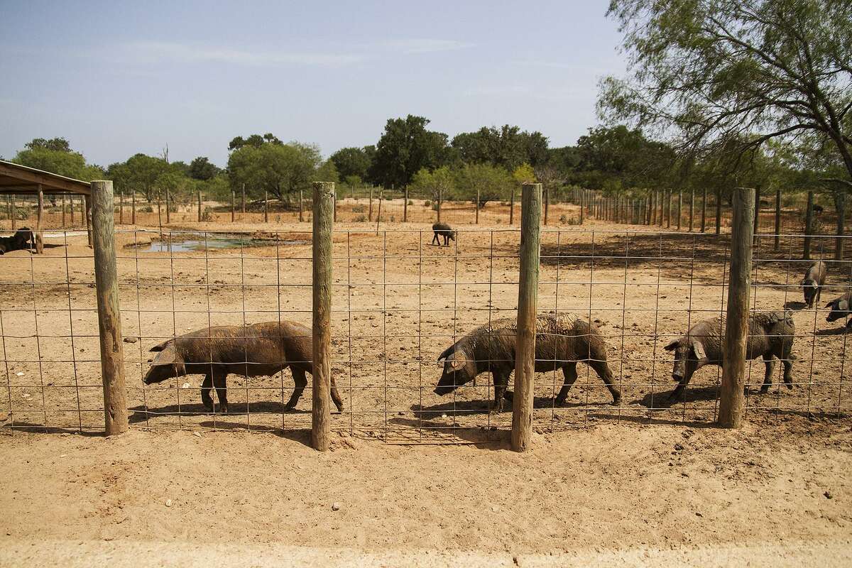 Ibericus pigs love to get plenty of exercise, walking as many as 25 miles per day at their 297-acre home of Acornseekers Farm just west of Flatonia.