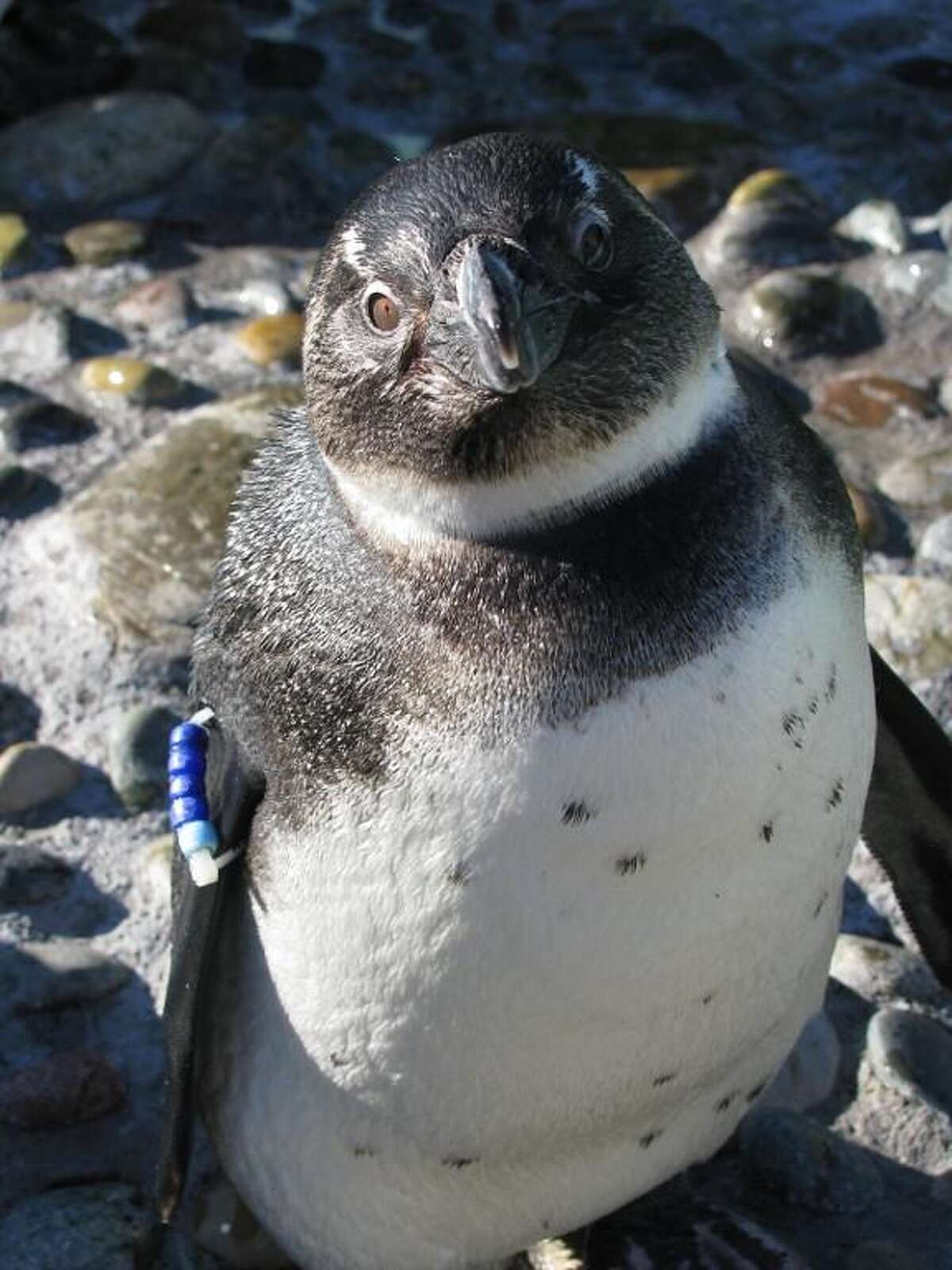Pizza with penguins at Mystic Aquarium