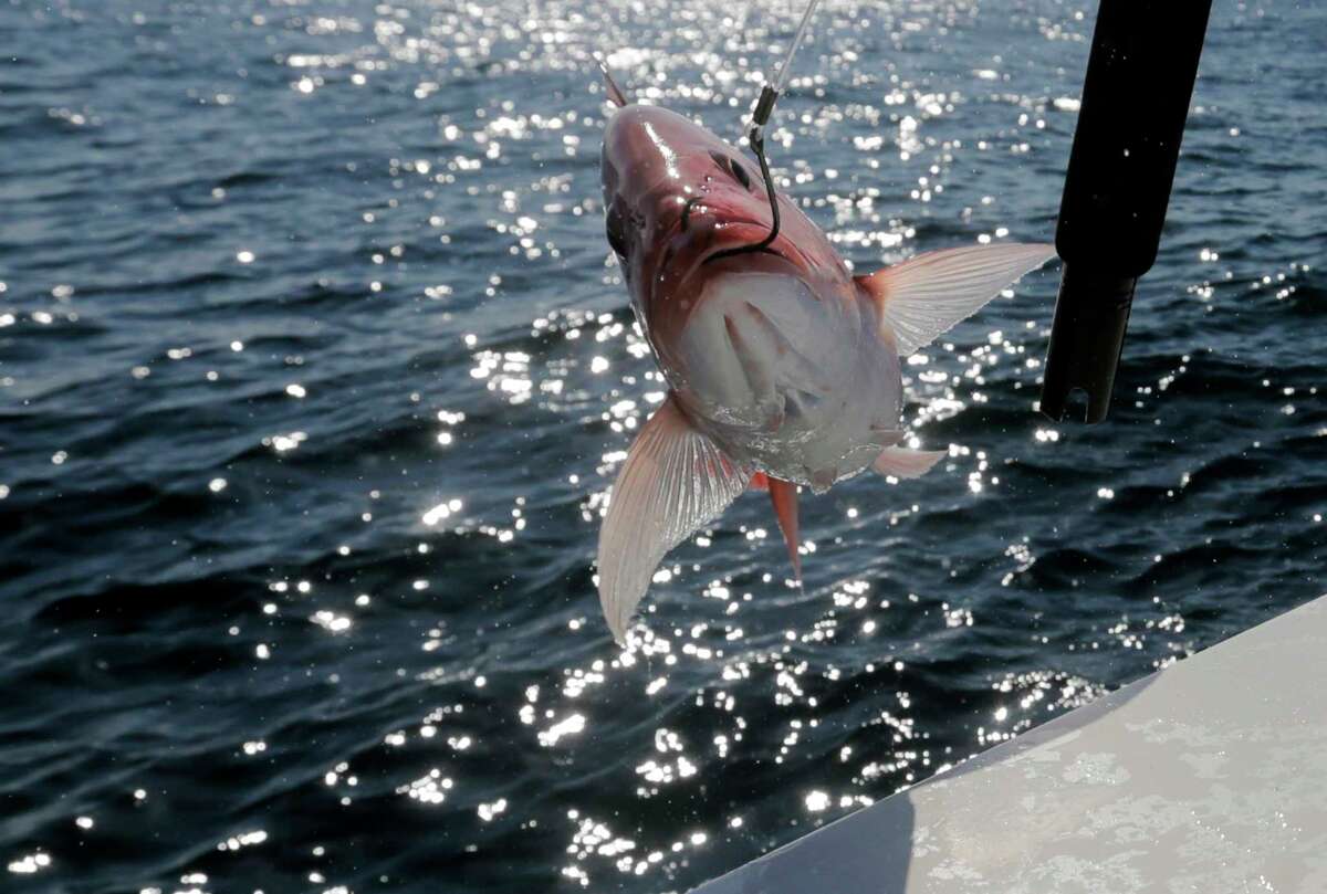 A red snapper is pulled out of the gulf during the three-day red snapper season on Saturday, June 3, 2017 in the Gulf of Mexico.