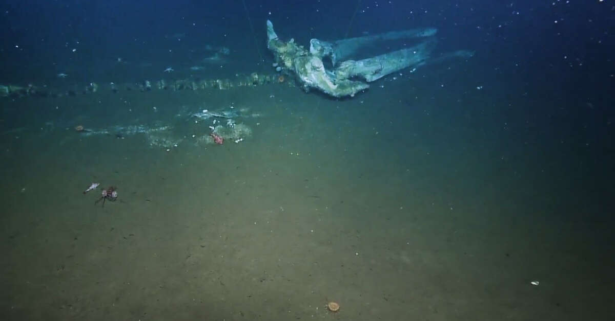 Video What is a Whale Fall? Here's a whale graveyard found in SoCal