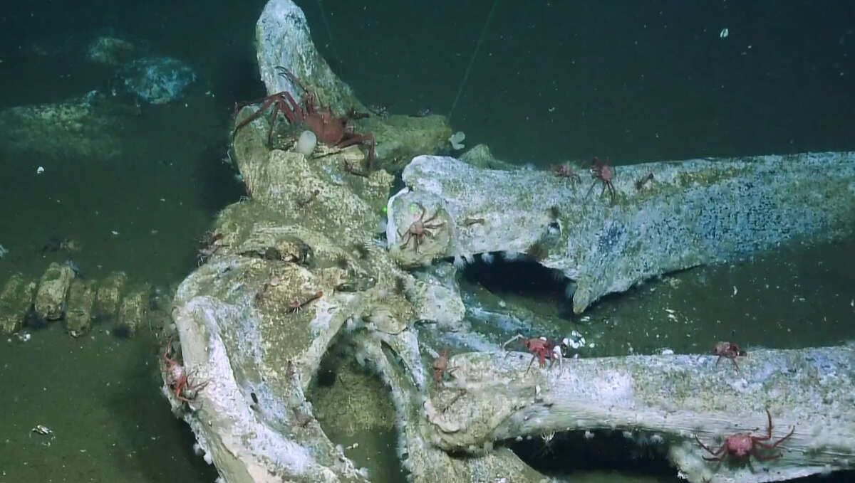 Video: What is a Whale Fall? Here's a whale graveyard found in SoCal