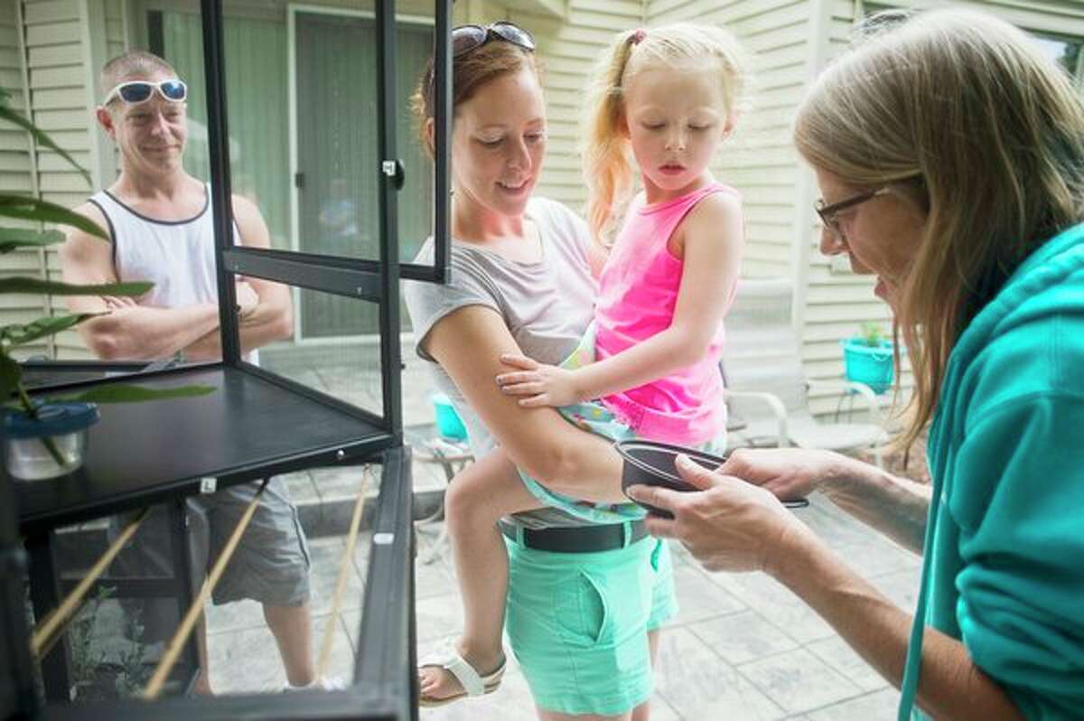 (ABOVE) Audrey Diadiun, right, shows caterpillar eggs to, from left, Bill Spitz, Christina Spitz and Kaylee Spitz, 5, who are neighbors of Diadiun's, in Diadiun's backyard butterfly garden on Friday, July 14, 2017 in Midland. Audrey Diadiun holds a swallowtail butterfly on her hand in her backyard butterfly garden on Friday, July 14, 2017 in Midland. (Katy Kildee/kkildee@mdn.net)