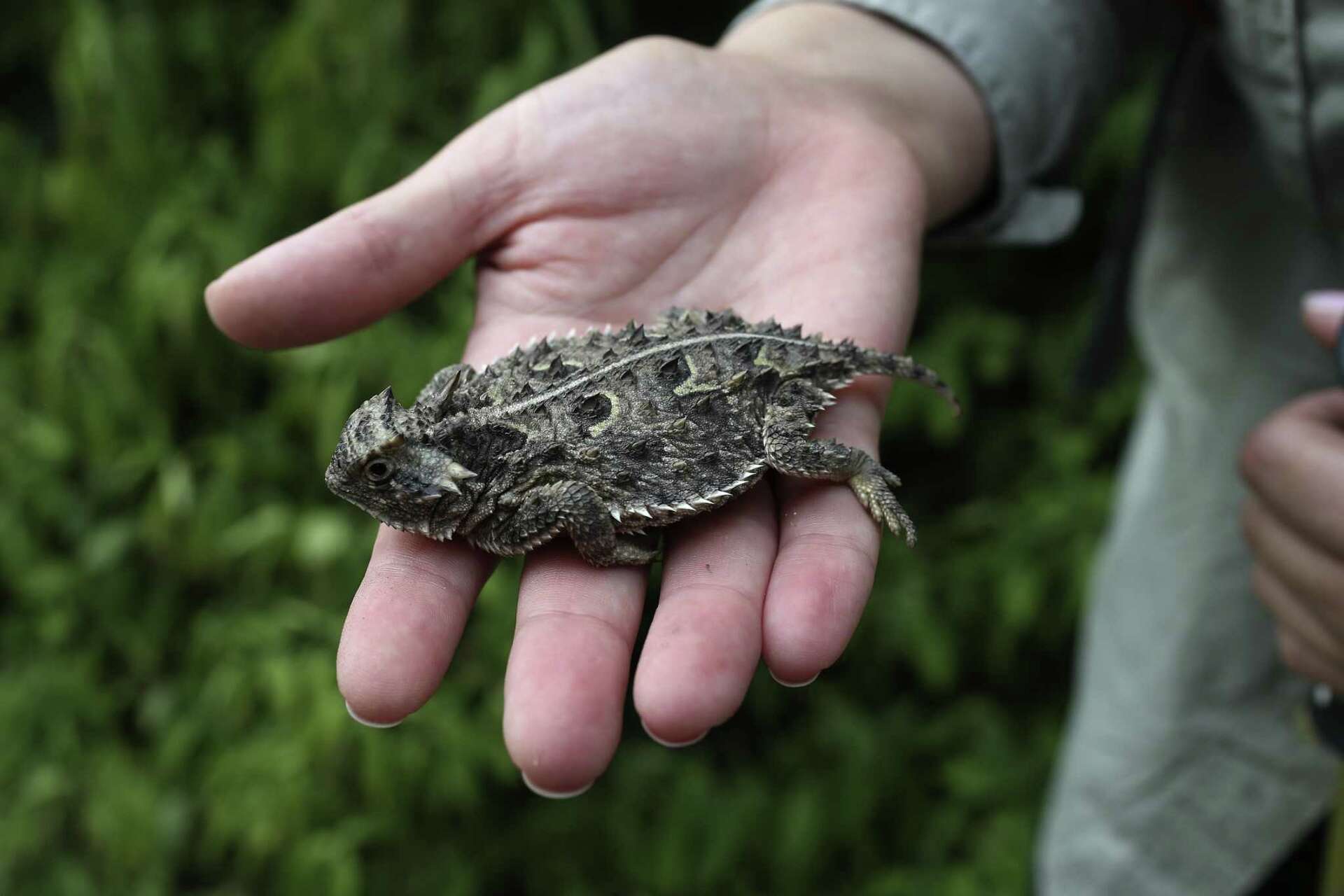 A troubling Texas mystery: Whatever became of the horny toads?