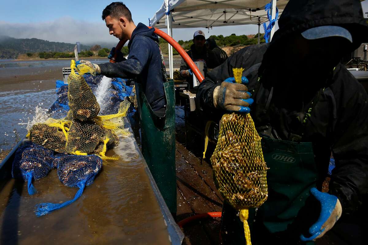 Miguel Rojas, left, and Luis Sanchez rinse bags of fresh oysters at the Tamales Bay Oyster Company July 28, 2017 in Marshall, Calif. Tod Friend co-owned the company.