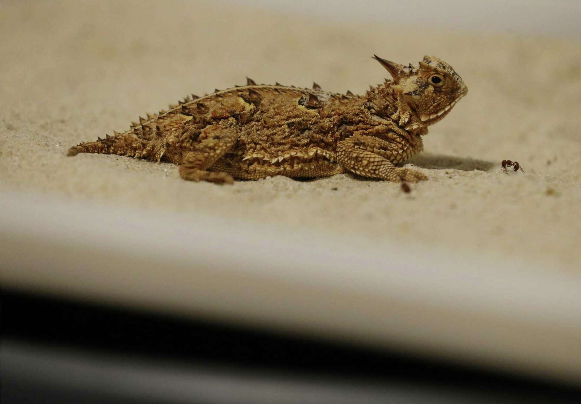 A troubling Texas mystery: Whatever became of the horny toads?