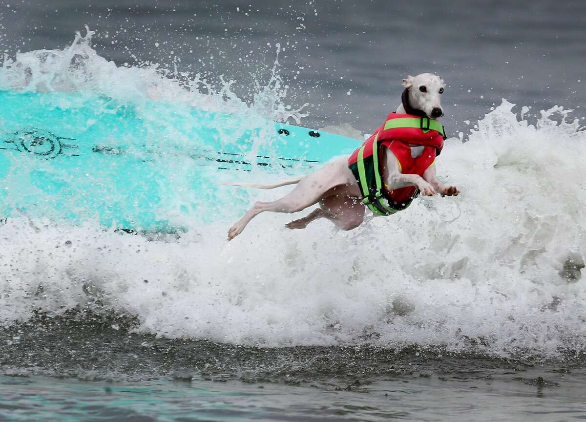 Beans ditches her surfboard after a rough ride during the Northern California division of the World Dog Surfing Championships at Linda Mar Beach in Pacifica, Calif. on Saturday, Aug. 5, 2017.