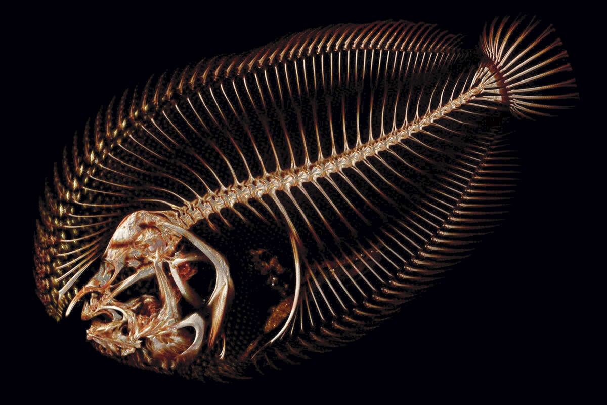 In this undated image provided by Adam Summers, a University of Washington professor in the department of Biology and the School of Aquatic and Fisheries Sciences, a scan of the Trianectes Maculatus species of fish, also known as the Hogchoker, is shown. Summers is using a micro computed tomography, also known as "CT," scanner at a lab on Washington's San Juan Island as part of an ambitious project to scan and digitize more than 25,000 species in the world. (Adam Summers/University of Washington via AP)