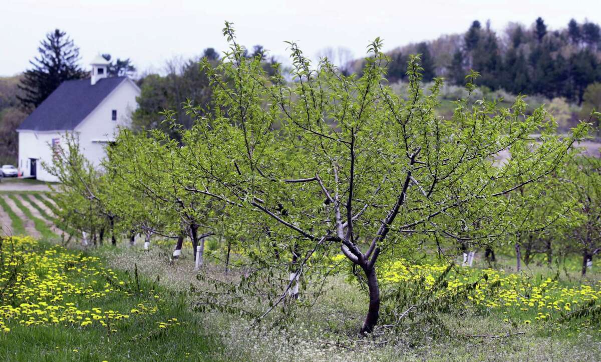 In this Tuesday, May 9, 2017 photo, peach trees grow at Smolak Farms in North Andover, Mass. Peach orchards across the region have come alive with pink blossoms, and if the weather holds out, it could be a bumper harvest. Last year, a Valentine's Day frost essentially destroyed the New England and New York crop. An April cold spell severely damaged the New Jersey crop. (AP Photo/Charles Krupa)