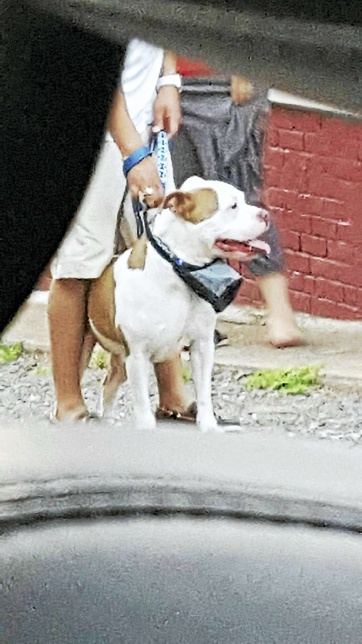 Peshie, a Pitbull mix required to wear a muzzle in public, is seen here without his muzzle, which is seen underneath his snout. This photo was taken after Animal Control ordered Peshie must wear a muzzle following a fatal attack of another dog. Courtesy of Narcisa Ortiz.