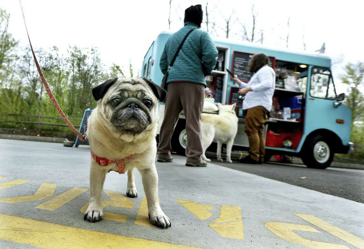 (Ted S. Warren — The Associated Press) Stella, a pug owned by Jannelle Harding of Seattle, waits in line at a food truck specializing in treats for dogs during the lunch hour at the headquarters for the clothing and skateboard retailer Zumiez, in Lynnwood, Wash.