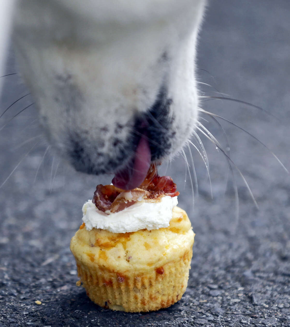 (Ted S. Warren - The Associated Press) A dog enjoys a “bacon pupcake” outside the Seattle Barkery, a food truck specializing in treats for dogs during the lunch hour at the headquarters for Zumiez, in Lynnwood, Wash.