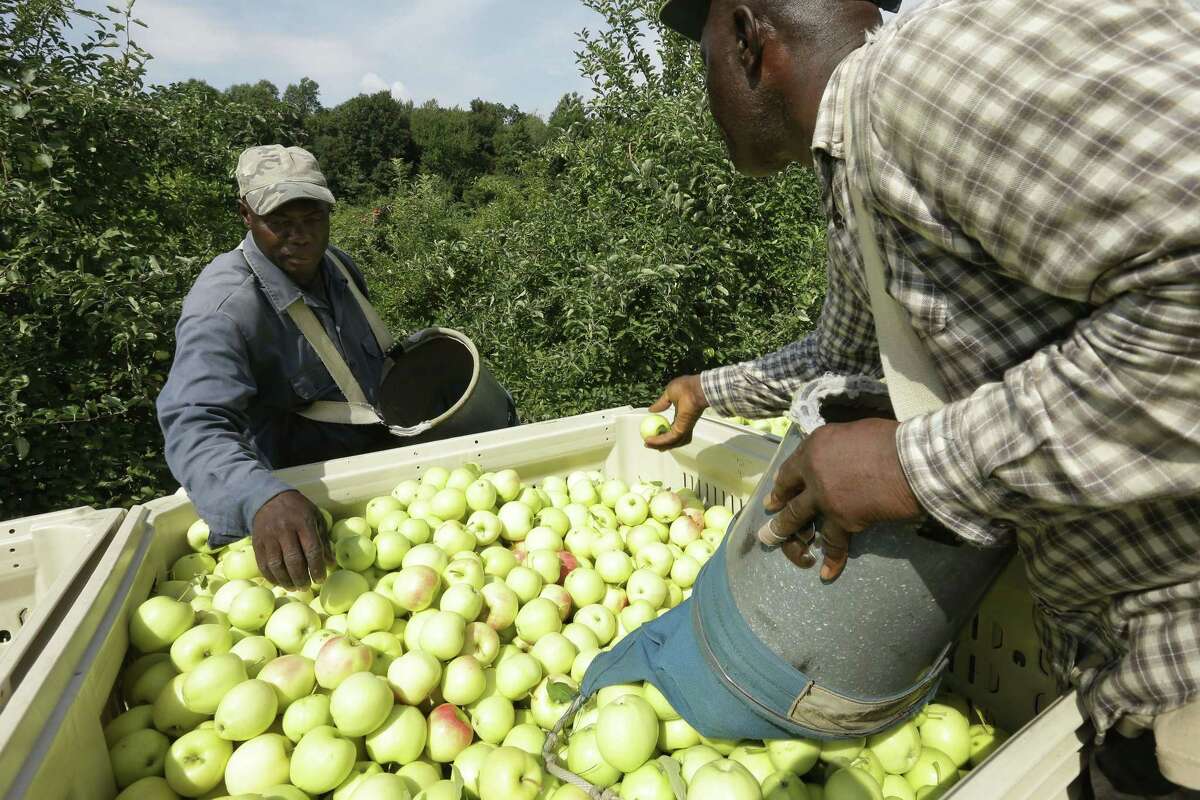 Workers Henry Wright, left, and Desmond Sappleton, right, both of Jamaica, deposit ginger gold apples into a wagon, Sunday, Aug. 30, 2015, at Carlson Orchards, in Harvard, Mass. As summer winds down in New England, apple-picking season is gearing up with growers forecasting a bumper crop. According to the U.S. Apple Association, the six-state harvest is expected to be about 14 percent higher than last year. (AP Photo/Steven Senne)