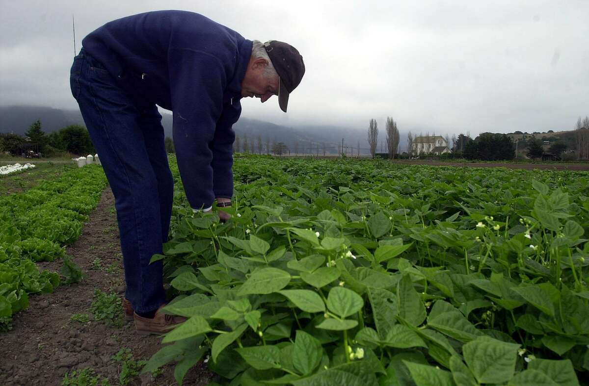 ORGANIC16b-C-28SEPT02-FD-LA Warren Weber, known as the grandfather of organic, looks for beans, at his farm Star Route, in Bolinas. Star Route Farms in the oldest certified organic farm in the state. SAN FRANCISCO CHRONICLE/LACY ATKINS