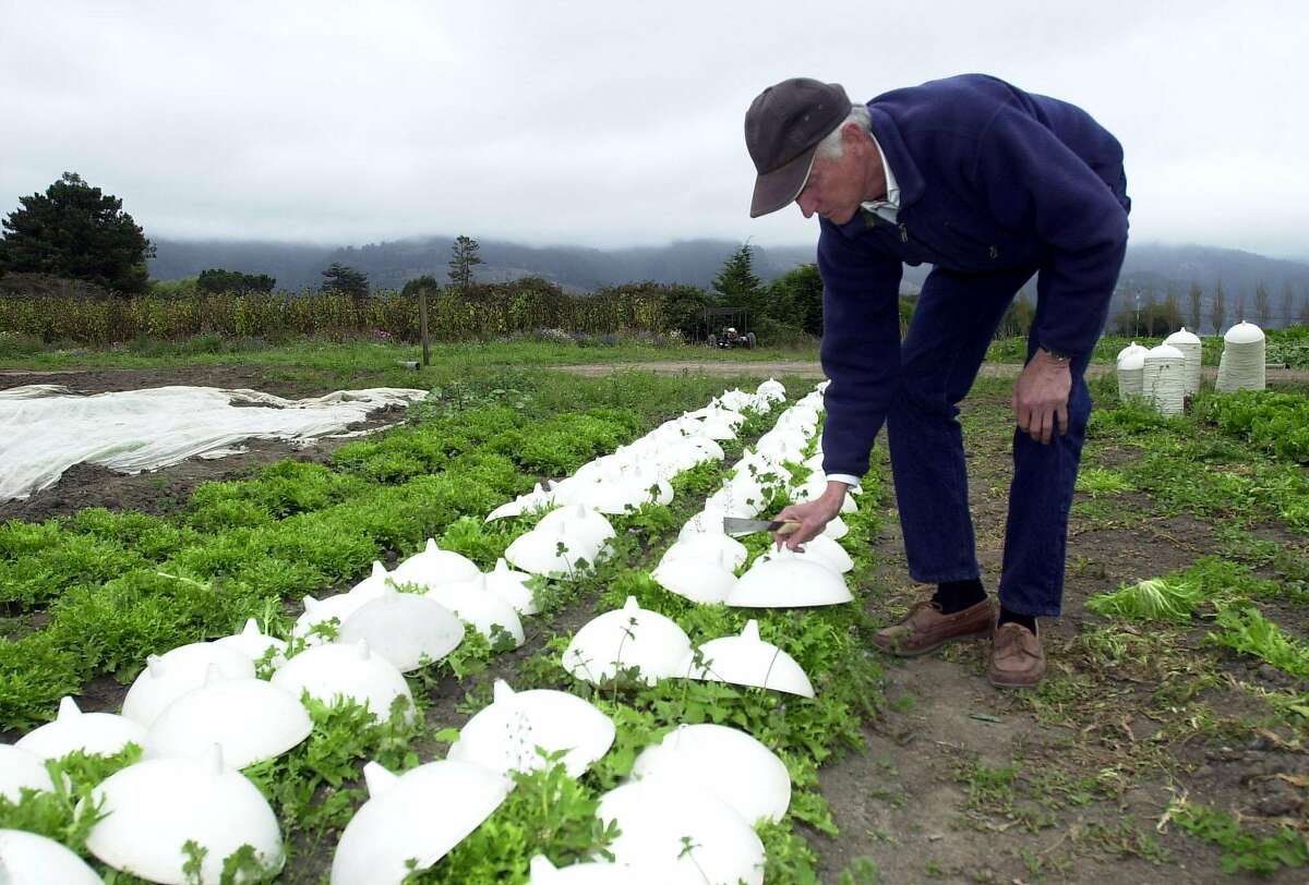 Star Route Farms, the oldest certified organic farm in the state, has been purchased by USF. Here, its outgoing owner Warren Weber, known as the grandfather of organic, lifts up blanching cups to check on his chicory greens at his Star Route Farm in Bolinas in 2002. 
