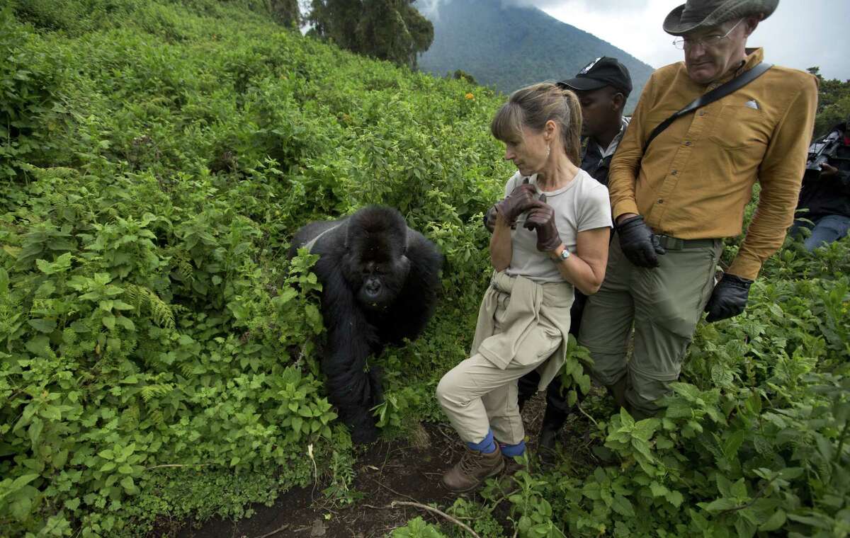 In this photo taken Friday, Sept. 4, 2015, tourists Sarah and John Scott from Worcester, England, take a step back as a male silverback mountain gorilla from the family of mountain gorillas named Amahoro, which means "peace" in the Rwandan language, unexpectedly steps out from the bush to cross their path in the dense forest on the slopes of Mount Bisoke volcano in Volcanoes National Park, northern Rwanda. Deep in Rwanda's steep-sloped forest, increasing numbers of tourists are heading to see the mountain gorillas, a subspecies whose total population is an estimated 900 and who also live in neighboring Uganda and Congo, fueling an industry seen as key to the welfare of the critically endangered species as well as Rwanda's economy. (AP Photo/Ben Curtis)