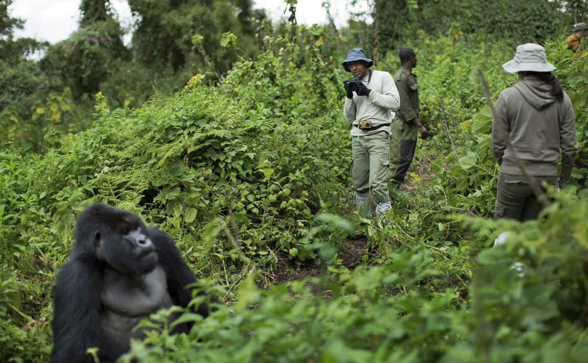 In this photo taken Friday, Sept. 4, 2015, tourist Stephen Fernandez, center-right, takes photos of a male silverback mountain gorilla from the family of mountain gorillas named Amahoro, which means "peace" in the Rwandan language, in the dense forest on the slopes of Mount Bisoke volcano in Volcanoes National Park, northern Rwanda. Deep in Rwanda's steep-sloped forest, increasing numbers of tourists are heading to see the mountain gorillas, a subspecies whose total population is an estimated 900 and who also live in neighboring Uganda and Congo, fueling an industry seen as key to the welfare of the critically endangered species as well as Rwanda's economy. (AP Photo/Ben Curtis)