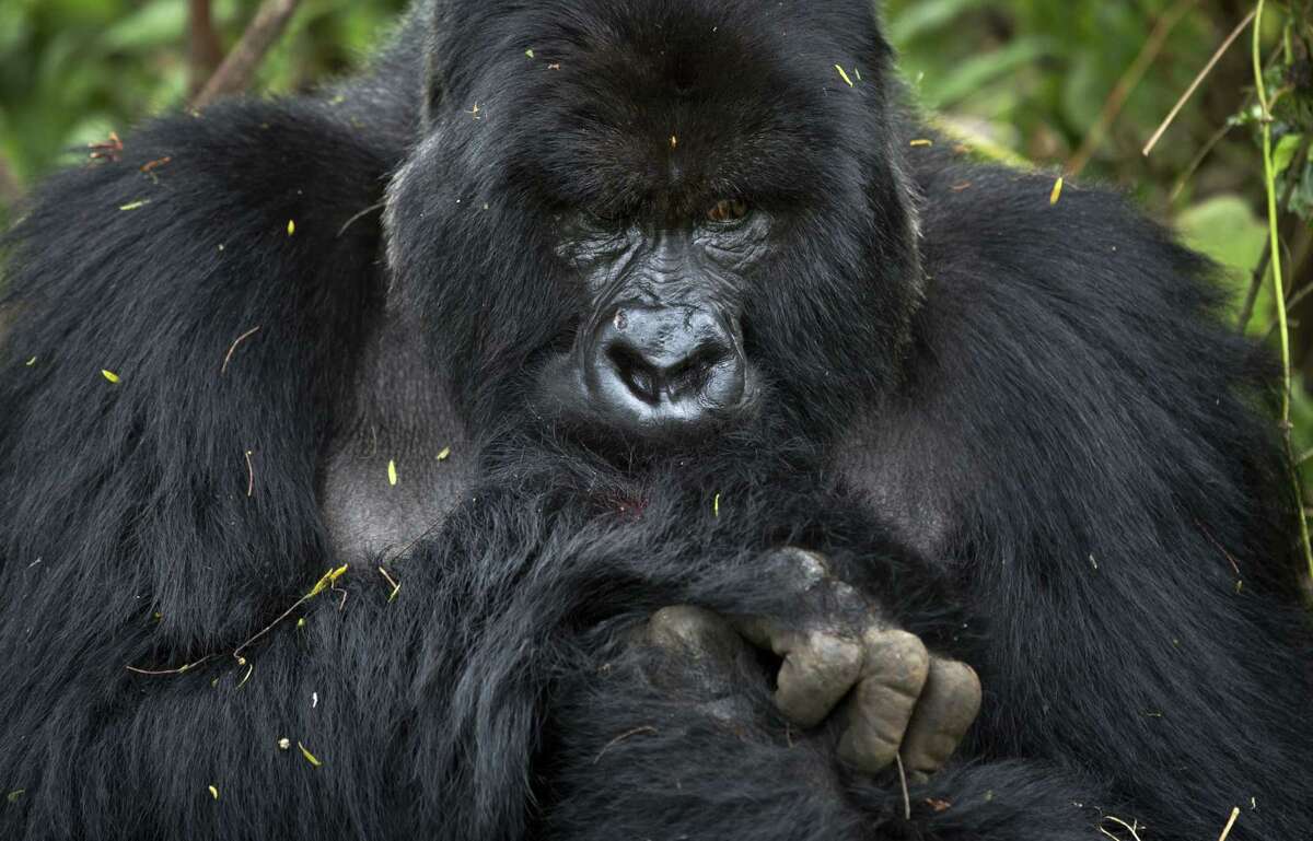In this photo taken Friday, Sept. 4, 2015, a male silverback mountain gorilla from the family of mountain gorillas named Amahoro, which means "peace" in the Rwandan language, nurses a small wound on his hand in the dense forest on the slopes of Mount Bisoke volcano in Volcanoes National Park, northern Rwanda. Deep in Rwanda's steep-sloped forest, increasing numbers of tourists are heading to see the mountain gorillas, a subspecies whose total population is an estimated 900 and who also live in neighboring Uganda and Congo, fueling an industry seen as key to the welfare of the critically endangered species as well as Rwanda's economy. (AP Photo/Ben Curtis)