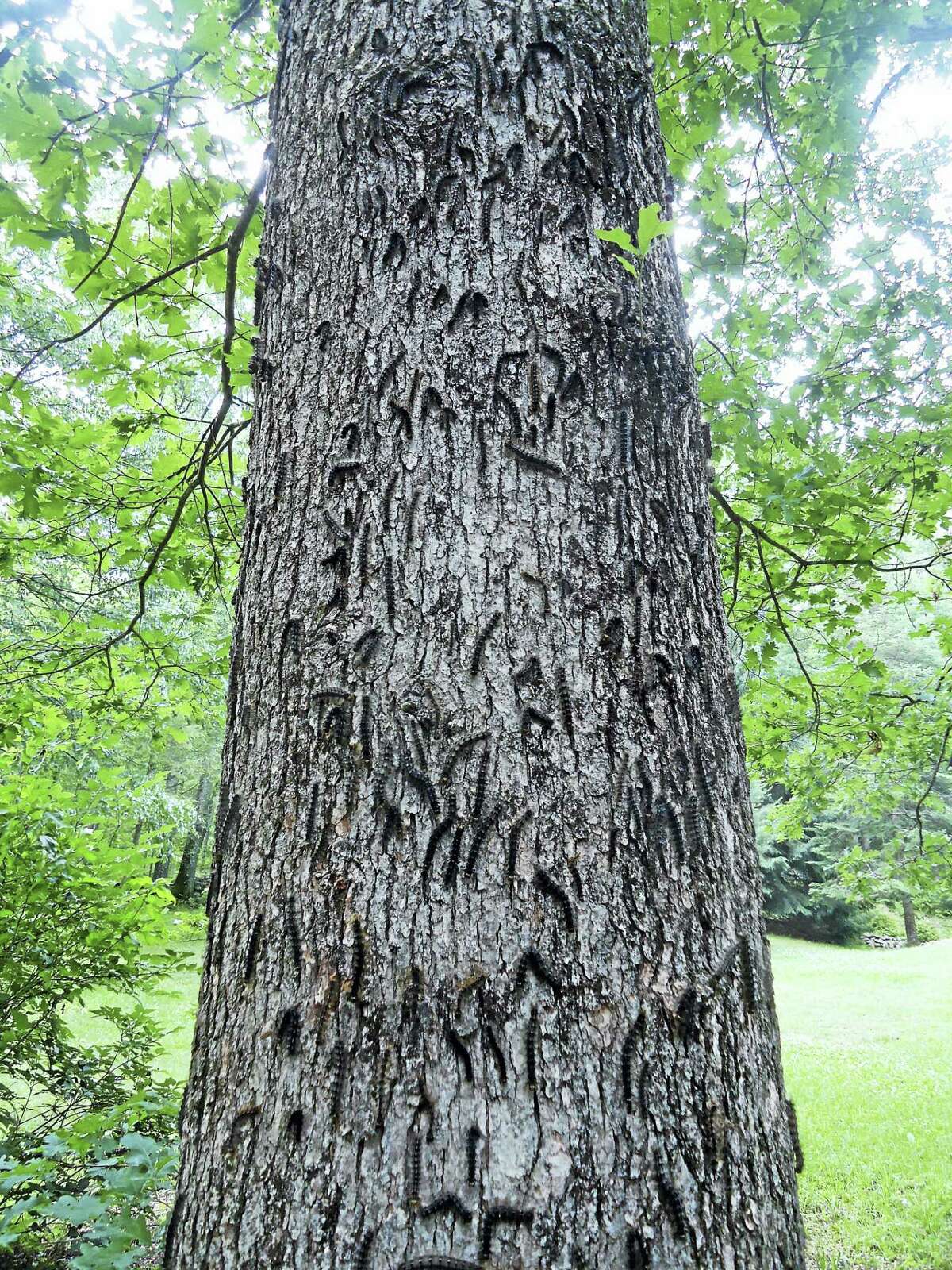 Gypsy moth caterpillars spend their early lives in trees. They particularly like oak trees. (Submitted Photo - CAES)