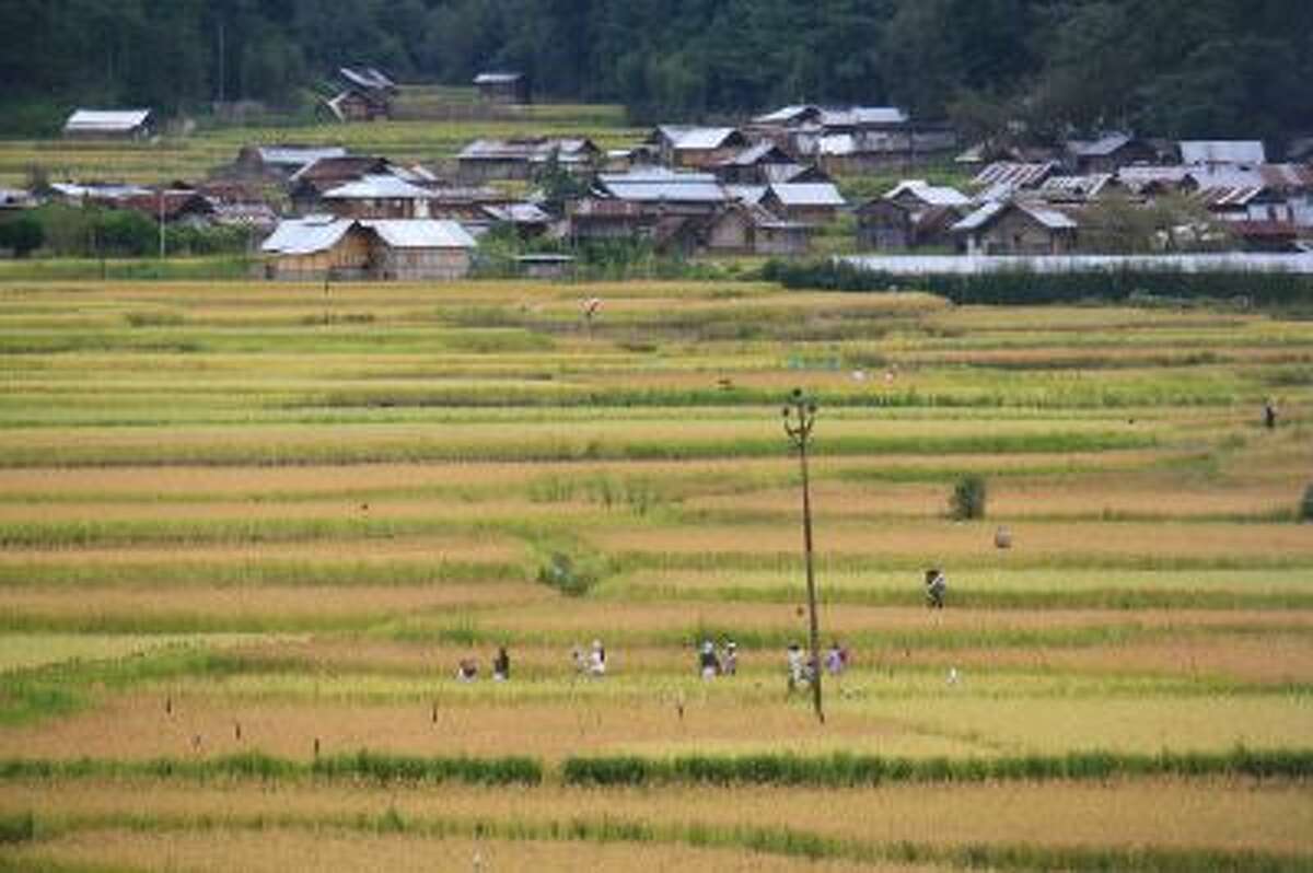Villagers begin the first stages of the rice harvest in the remote Ziro Valley in the northeast Indian state of Arunachal Pradesh.