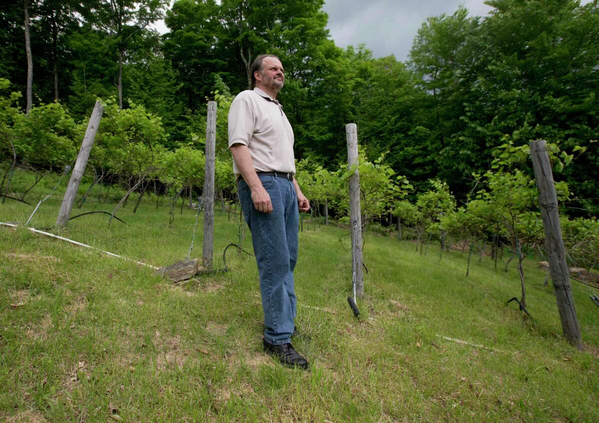 In this Thursday, May 28, 2015 photo, Gary Akrop walks in a vineyard at Ledge Rock Hill Winery and Vineyard in Corinth, N.Y. A host of new grape varieties have enabled a boutique wine industry to take root in areas of the country that were previously inhospitable. In New York, the number of wineries has grown from 35 in 1980 to nearly 500, with the third-highest production in the nation. (AP Photo/Mike Groll)