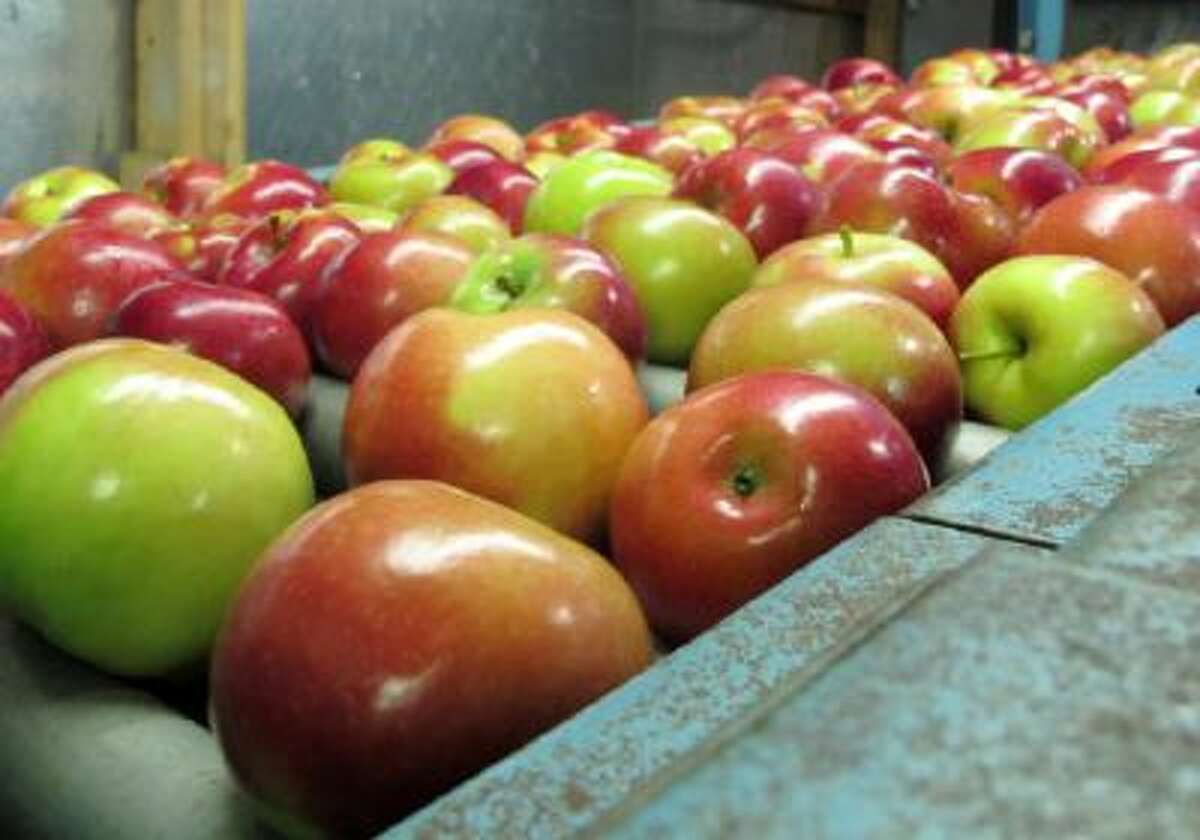 In this Nov. 7, 2013 photo apples moving along a conveyor line at the King Orchards production warehouse in Central Lake, Mich. This year's Michigan apple crop is expected to be 10 times as plentiful as last year's.