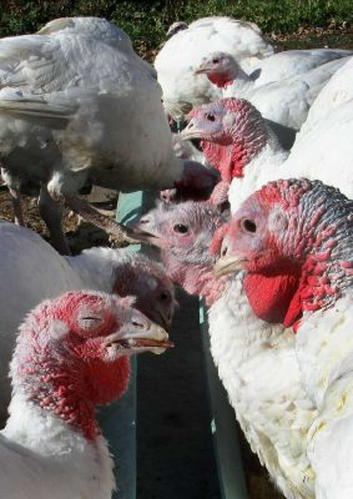 In this photo taken Tuesday, Oct. 29, 2013 turkeys are seen drinking beer from a trough at Joe Morette's farm in Henniker, N.H. Morette is raising about 50 turkeys and gives them beer every day and says it makes the birds fatter and more flavorful.