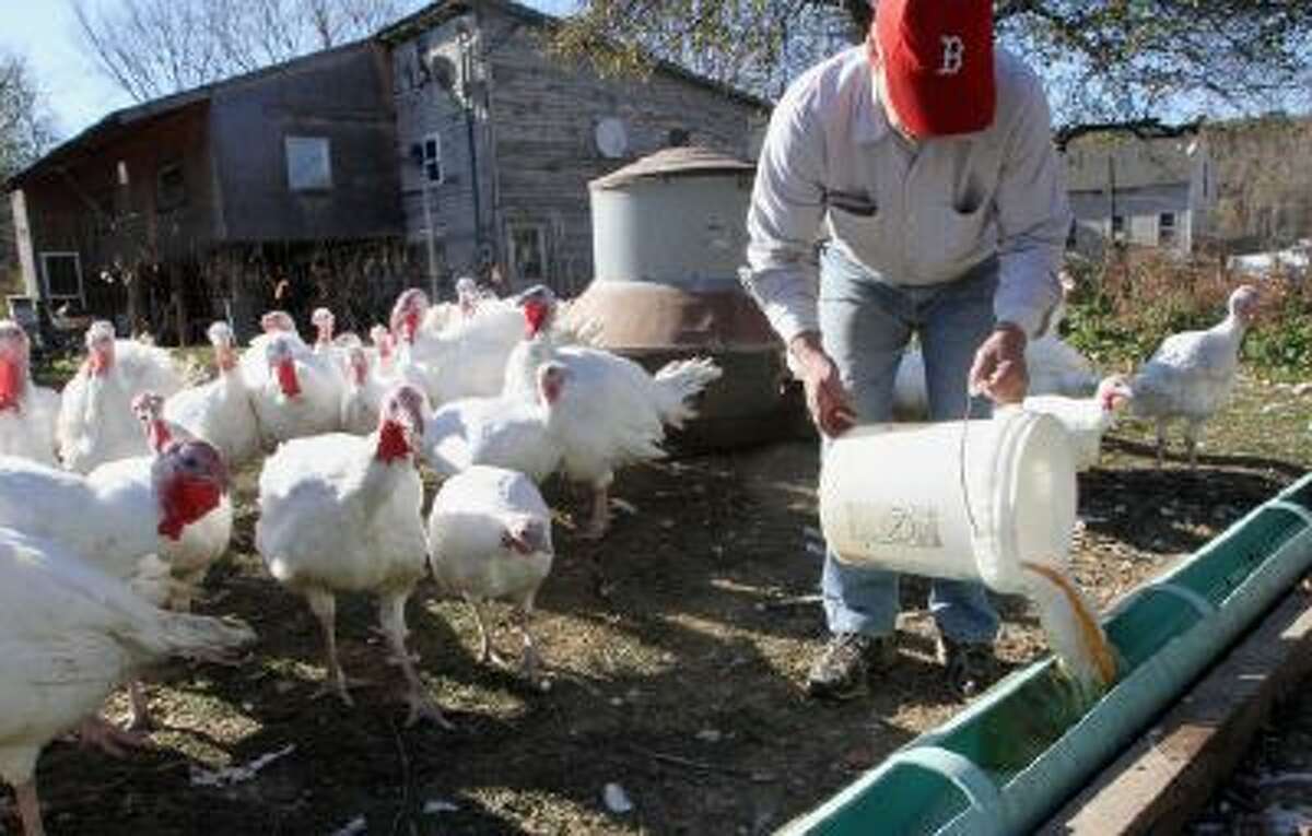 In this photo taken Tuesday, Oct. 29, 2013 turkeys get ready to belly up to the trough as farmer Joe Morette fills it with beer in Henniker, N.H. Morette has been adding beer to the daily diet for his birds saying it makes them fatter, more flavorful and juicer.