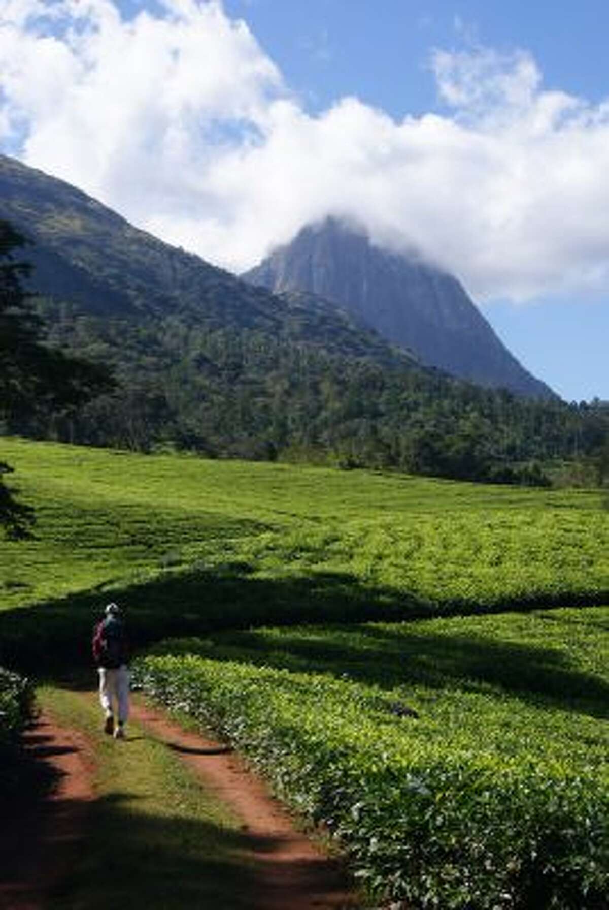 A trail passes through one of the many tea plantations that surround the base of Mount Mulanje in Malawi; Malanje is said to have inspired J.R.R. Tolkien's Hobbitt books.