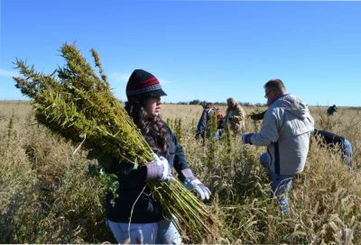 In this Oct. 5, 2013 photo, volunteers harvest hemp at a farm in Springfield, Colo. during the first known harvest of industrial hemp in the U.S. since the 1950s.