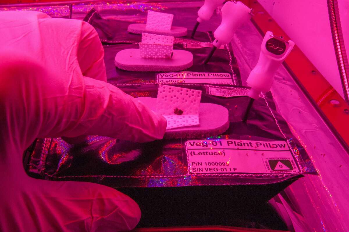 Image of a daily check on a Veg-01 experiment.