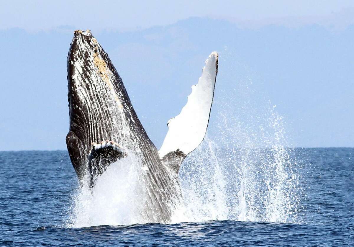 A humpback whale breaches offshore San Francisco on whale watching trip with Oceanic Society