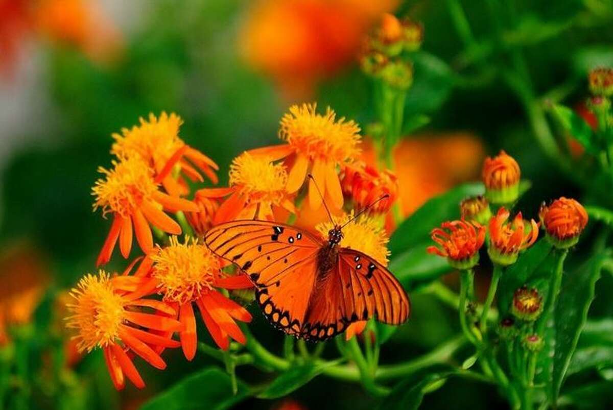 A Gulf Fritillary butterfly rests on a Mexican flame flower in the gardens of the National Butterfly Center in Mission. 