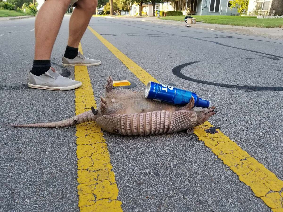 Bud Light has a long history of featuring animals in its ads though this is one they didn't plan on. See the following photos of other animals cooling down with some popsicles. 