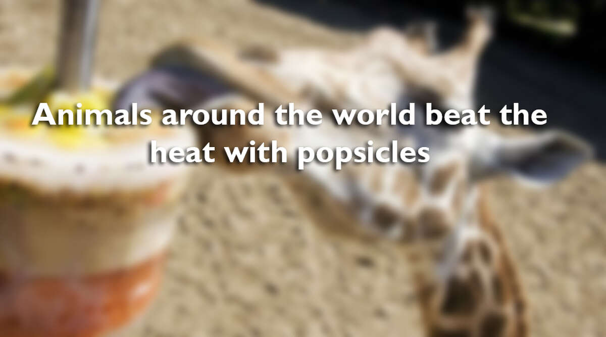 See the following photos of other animals cooling down with some popsicles. 