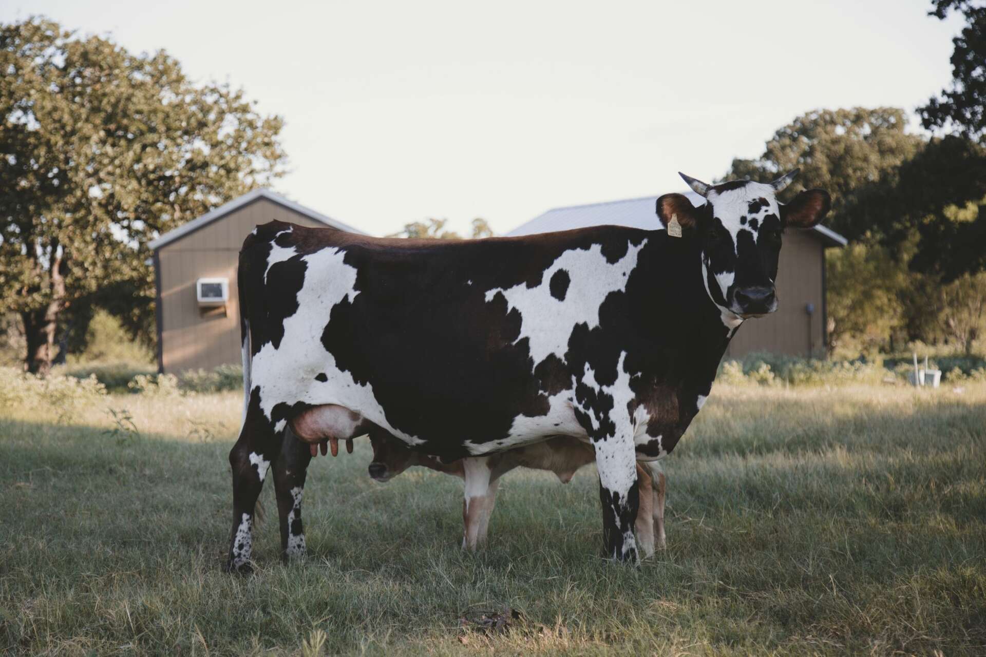 Get off-the-grid to Texas Hipcamps, the Airbnbs of the Great Outdoors