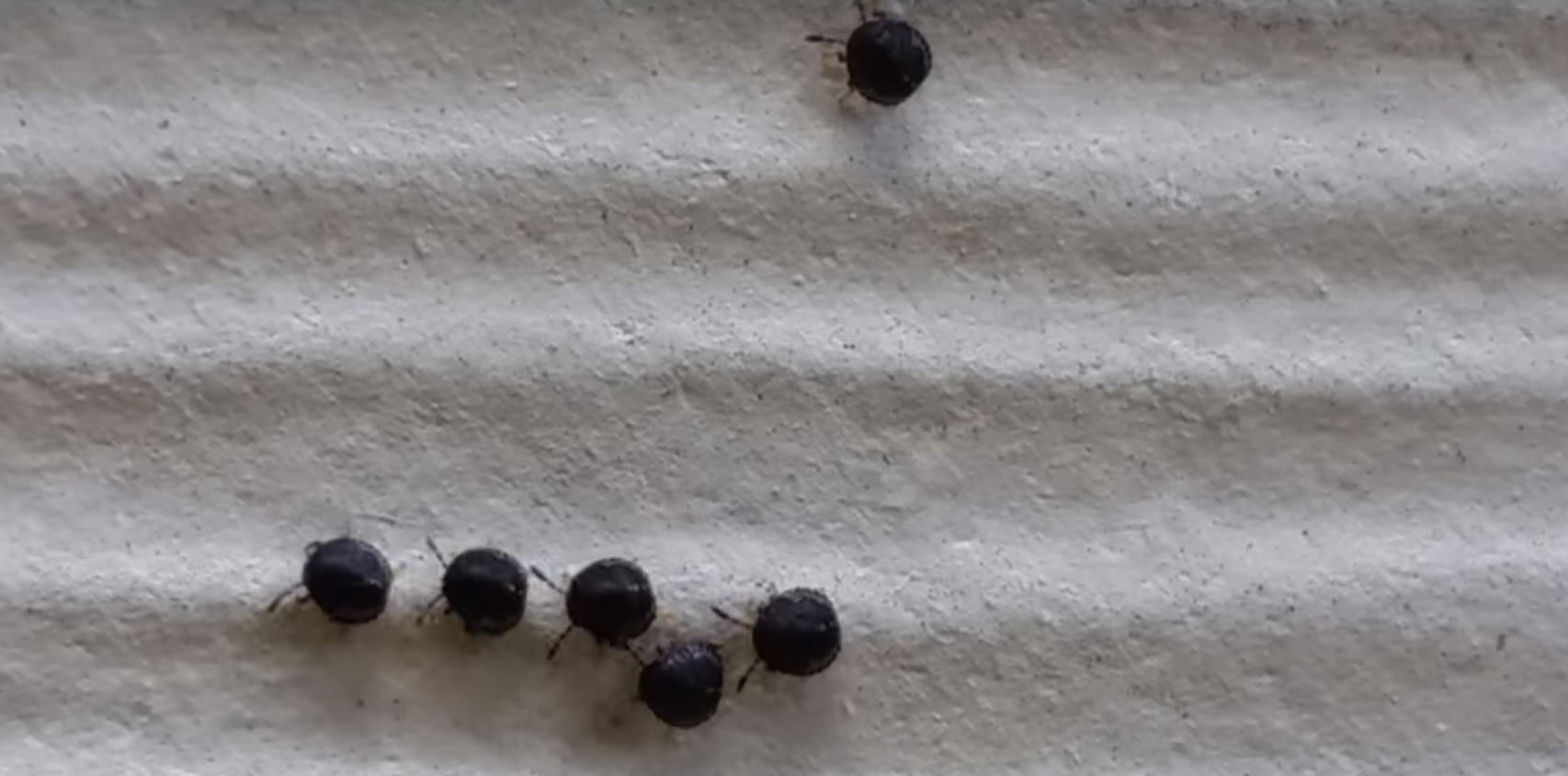 Video Heights Mom Spots Mysterious Bugs On Side Of House Houston Chronicle