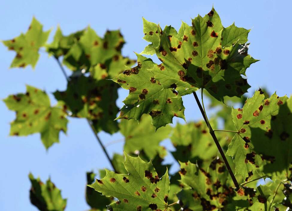 Maple leaves dropping, but maple syrup not at risk