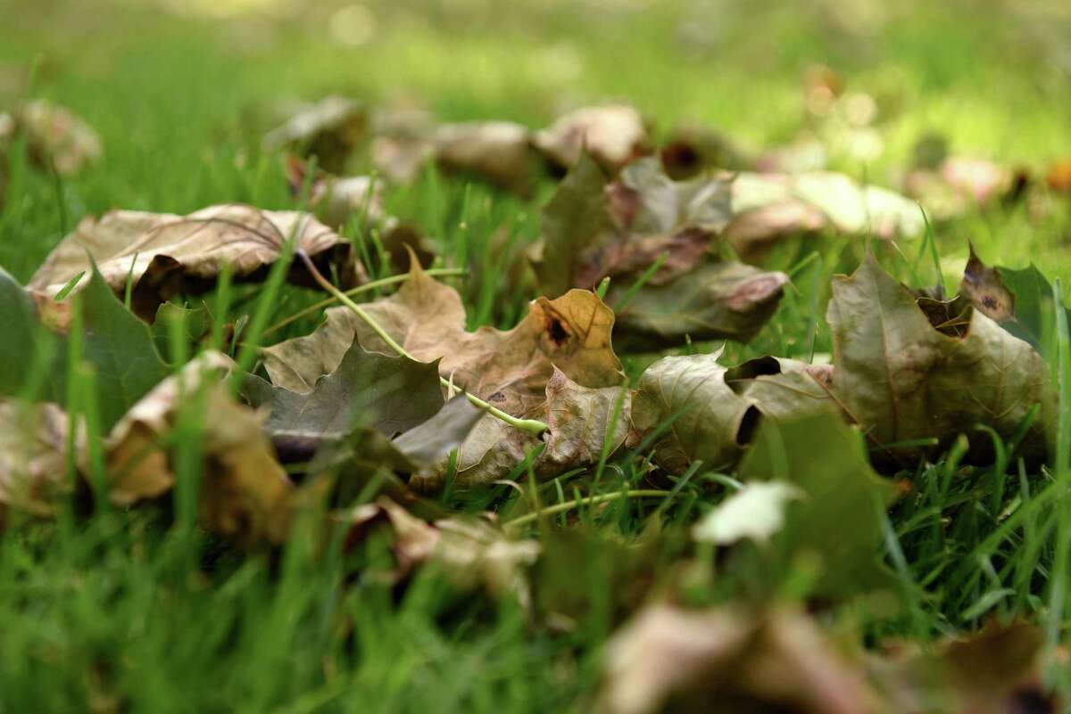 Maple leaves dropping, but maple syrup not at risk