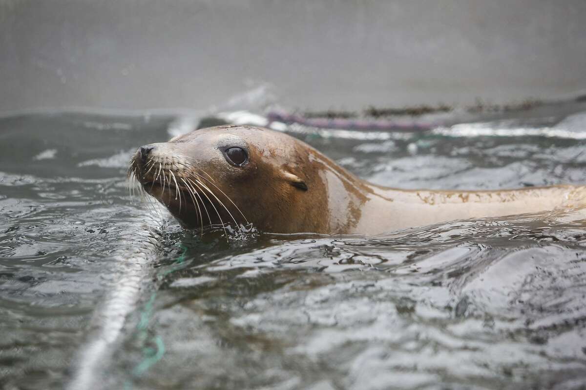 Swimmer bitten in 4th sea lion attack at SF’s Aquatic Park