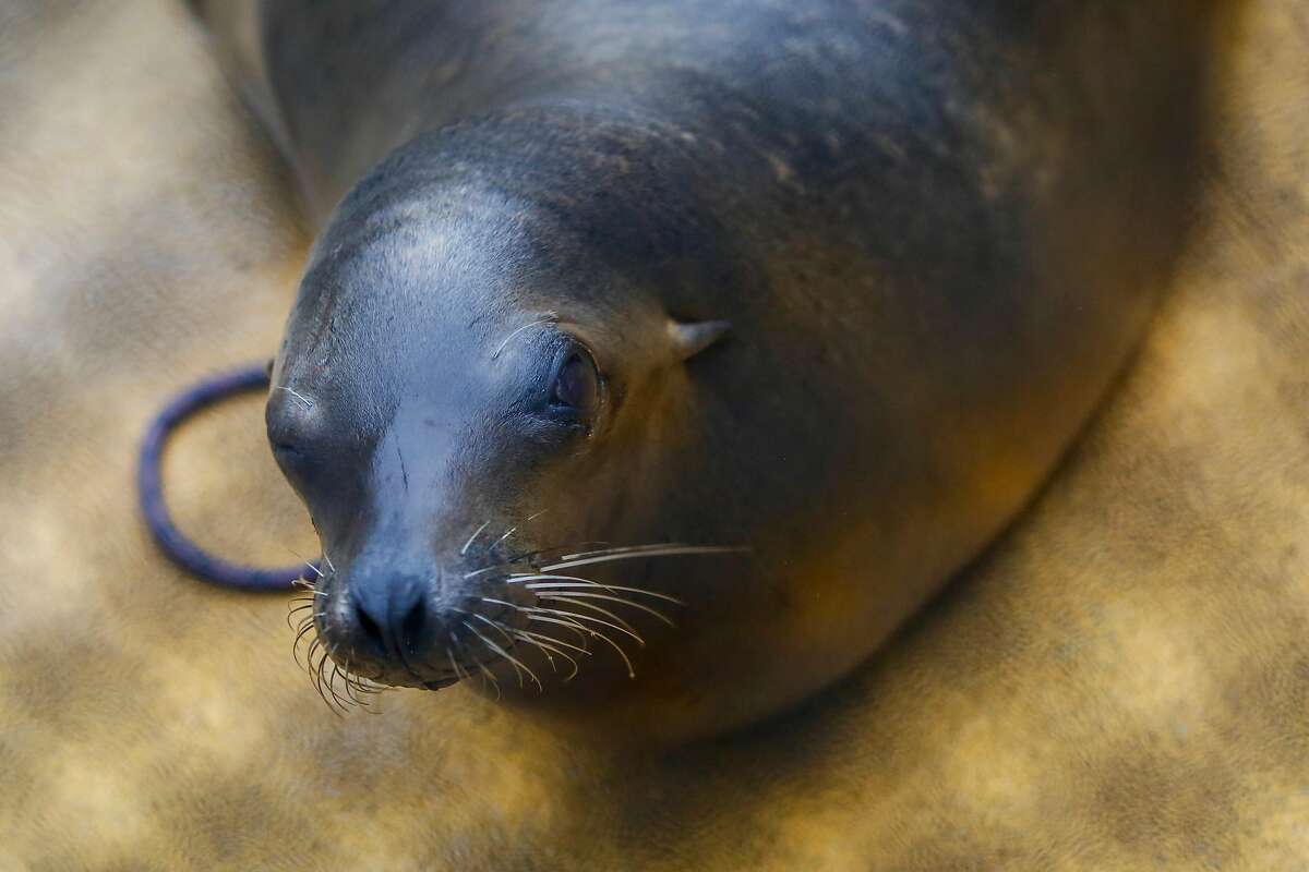 Dr. Cara Field, staff veterinarian, checks on Lysine, a California sea lion suffering from domoic acid poisoning, during a neuroscore exam to evaluate cognitive brain function at the Marine Mammal Center in Sausalito on Wednesday, August 9, 2017. Lysine's right eye was scratched likely due to rubbing it's face on sand during a seizure.