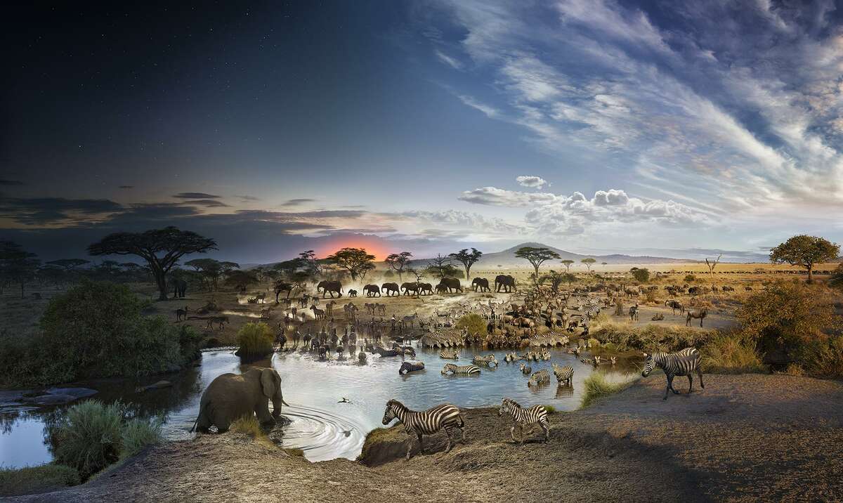 An example of one of Stephen Wilkes' "Day to Night" photo projects, showing a day in the life of a watering hole in Africa. Wilkes will be photographing Jennings Beach on Friday. Fairfield,CT. 8/8/17