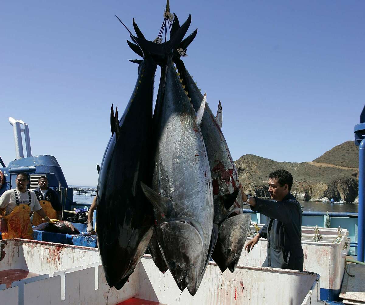 Big bluefin tuna make California comeback decades of decline