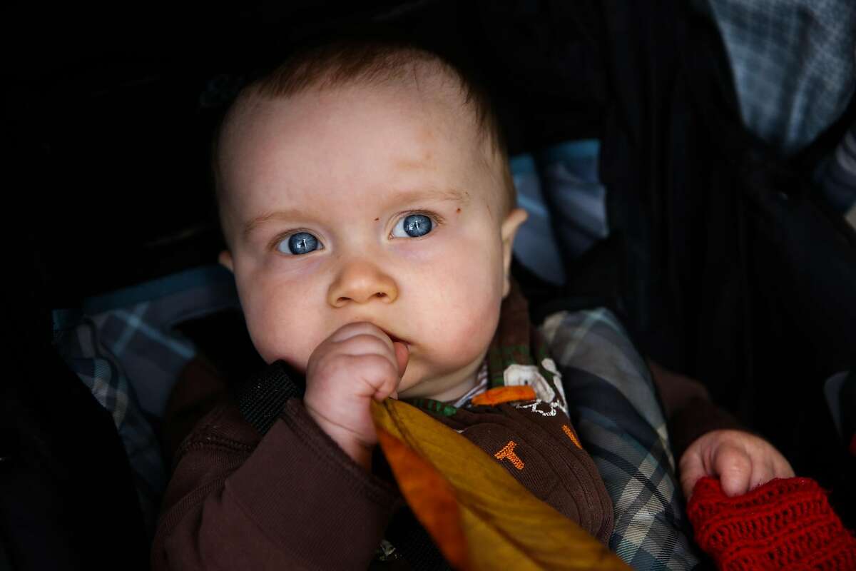 Donovan Wassell, 8-months, chews on a leaf while sitting in his stroller.