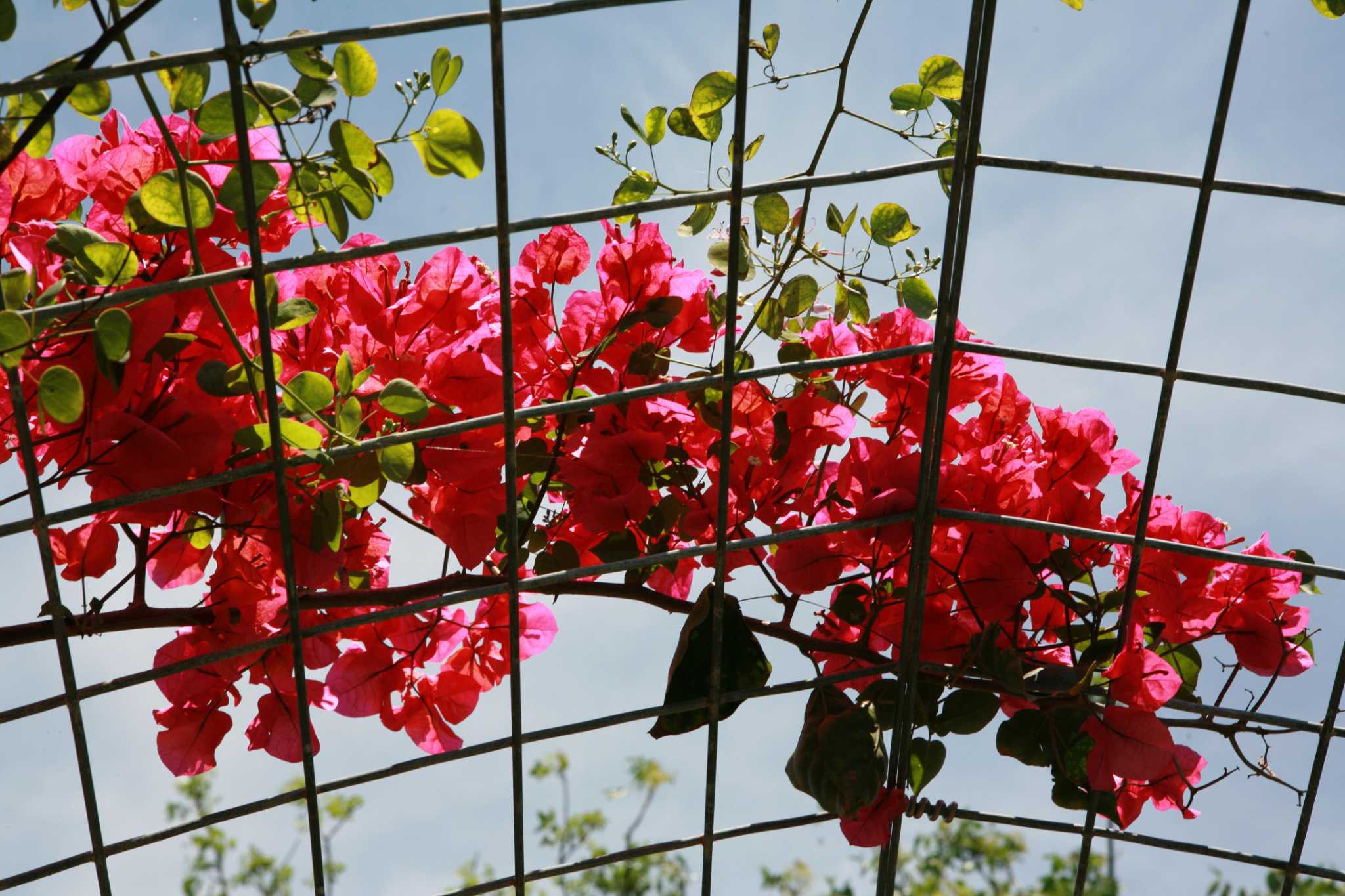 5 heatloving plants still going strong this summer