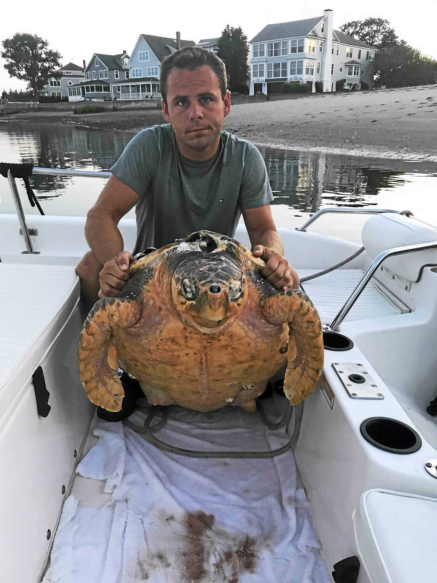 Mystic Aquarium conducting necropsy on sea turtle found dead in Branford