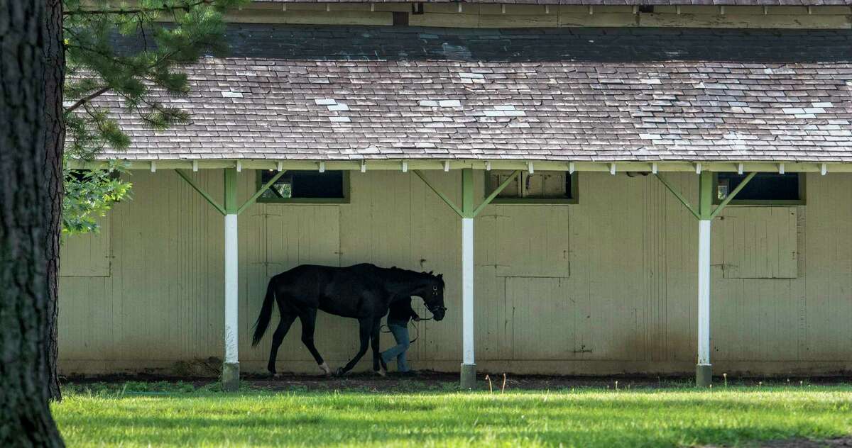 A horse walks the shed row in trainer David Cannizzo's barn in the Clare Court area of the Saratoga Race Course Thursday Aug. 10, 2017 in Saratoga Springs, N.Y. (Skip Dickstein/Times Union)
