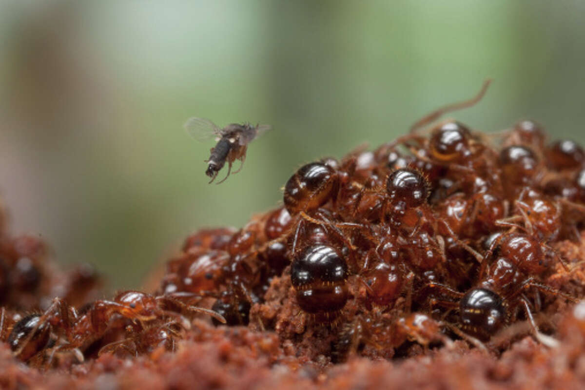 Fire ants arrived in the U.S. when they were accidentally brought in on a boat from South America.